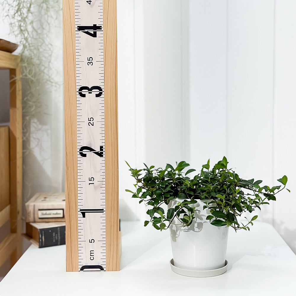 PLANCHU 観葉植物 フィカス シャングリラ 4号鉢 受け皿付き 育て方説明書付き Ficus vaccinioides つる性ガジュマル テリハイヌビワ バッキニオイデス