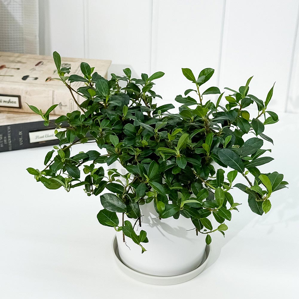 PLANCHU 観葉植物 フィカス シャングリラ 4号鉢 受け皿付き 育て方説明書付き Ficus vaccinioides つる性ガジュマル テリハイヌビワ バッキニオイデス