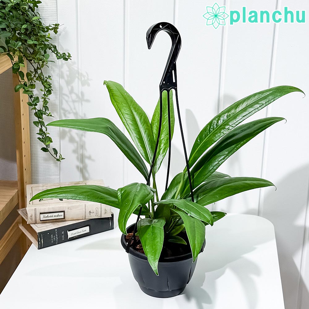 PLANCHU 観葉植物 アンスリウム バーケリー 5号吊り鉢 育て方説明書