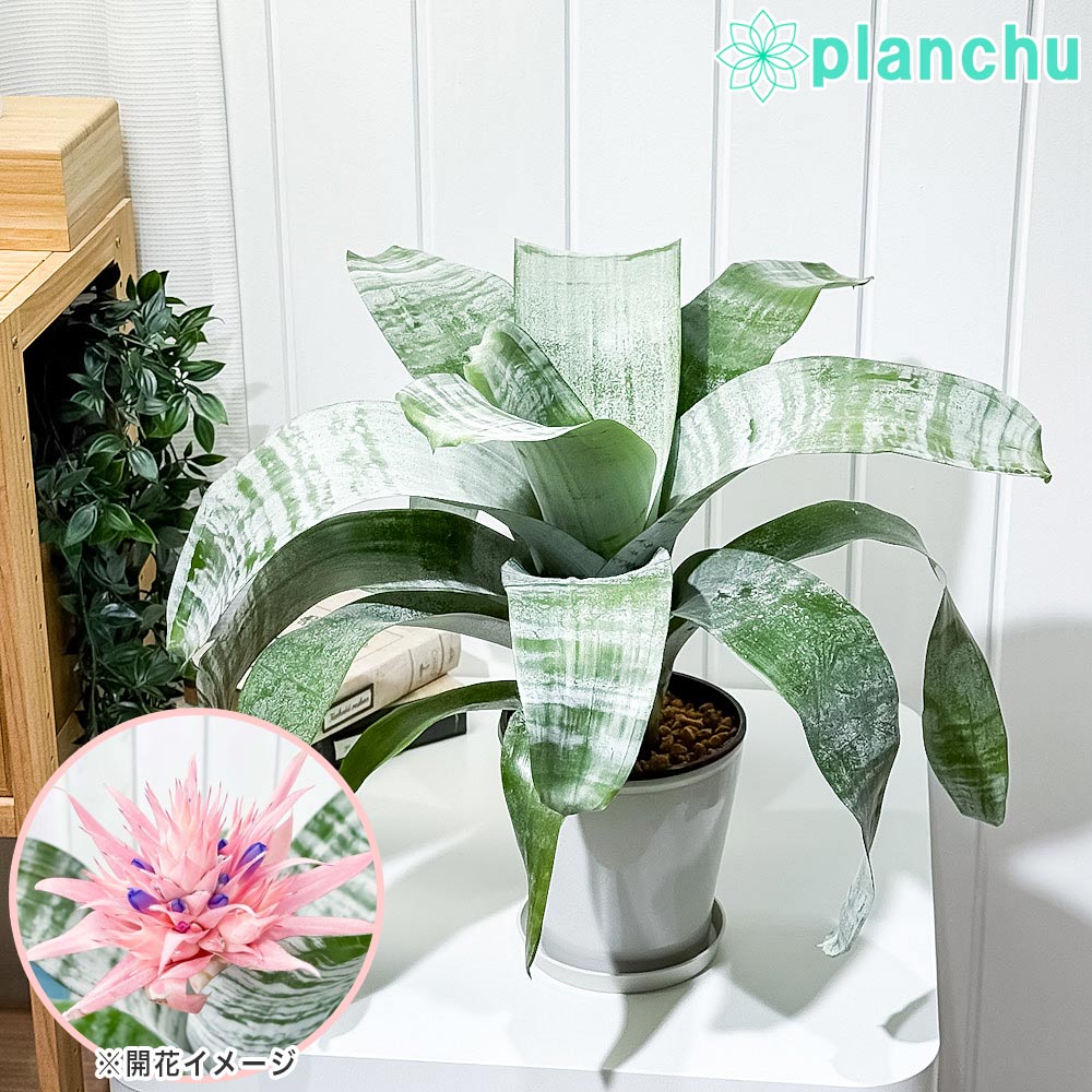 PLANCHU 観葉植物 エクメア ファシアータ 5号鉢 受け皿付き 育て方説明