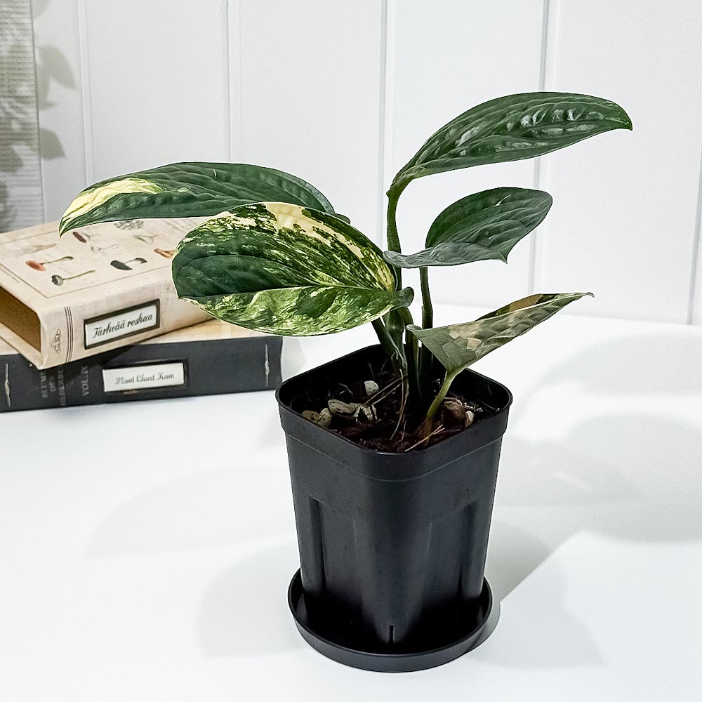 PLANCHU 観葉植物 モンステラ カルステニアナム バリエガータ 3.5号スリット鉢 受け皿付き 育て方説明書付き Monstera karstenianum Variegated Peru 斑入り アロイド