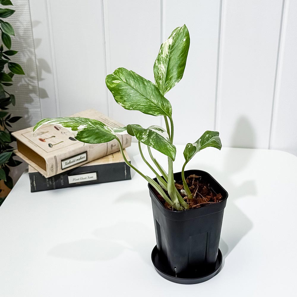 PLANCHU 観葉植物 モンステラ レクレリアナ バリエガータ 3.5号スリット鉢 受け皿付き 育て方説明書付き Monstera lechleriana Variegated 斑入り アロイド