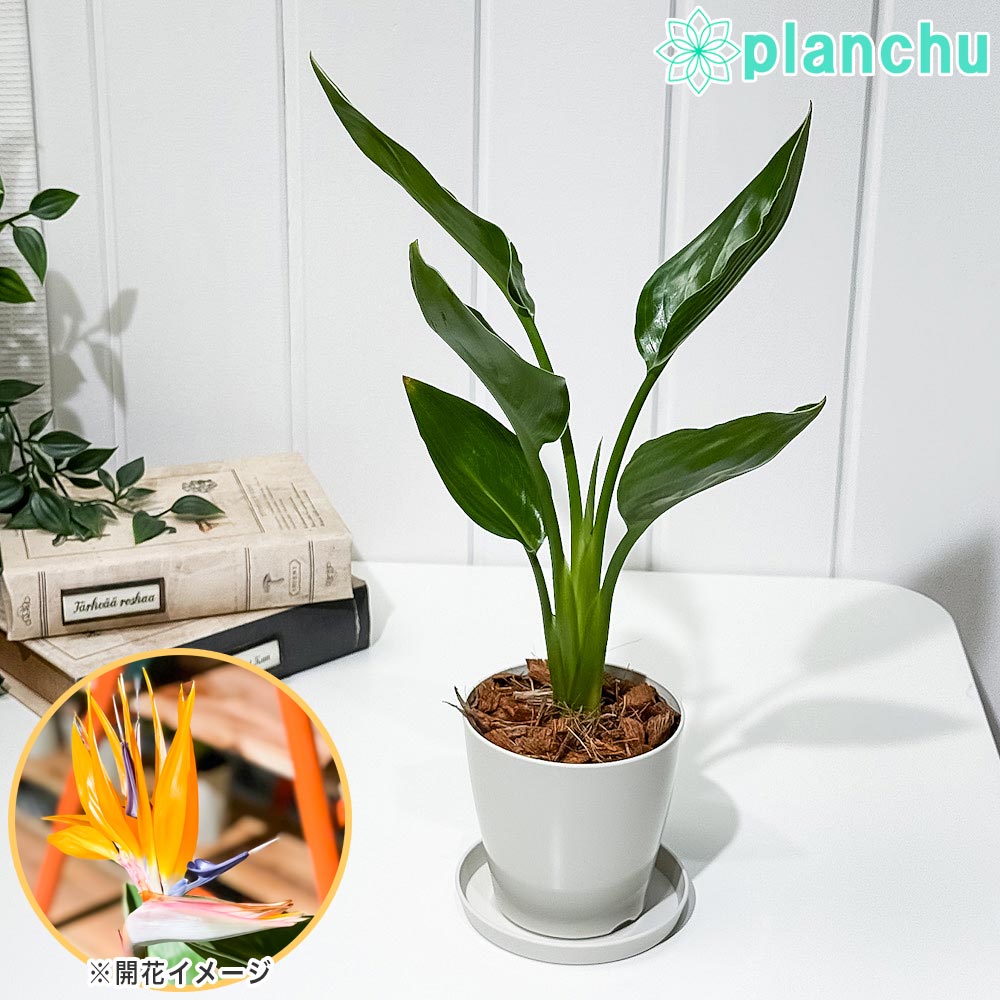 PLANCHU 観葉植物 ストレリチア レギネ 3.5号鉢 受け皿付き 育て方説明