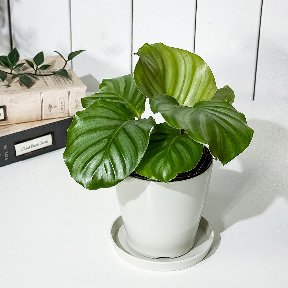 PLANCHU 観葉植物 カラテア オルビフォリア 3.5号鉢 受け皿付き 育て方説明書付き Calathea orbifolia