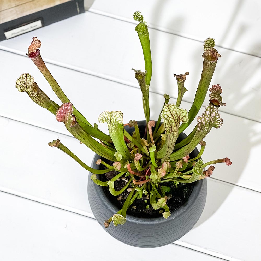 PLANCHU 食虫植物 サラセニア ステベンシー 4.5号丸鉢 受け皿付き 育て方説明書付き Sarracenia × Stevensii ヘイシソウ 瓶子草