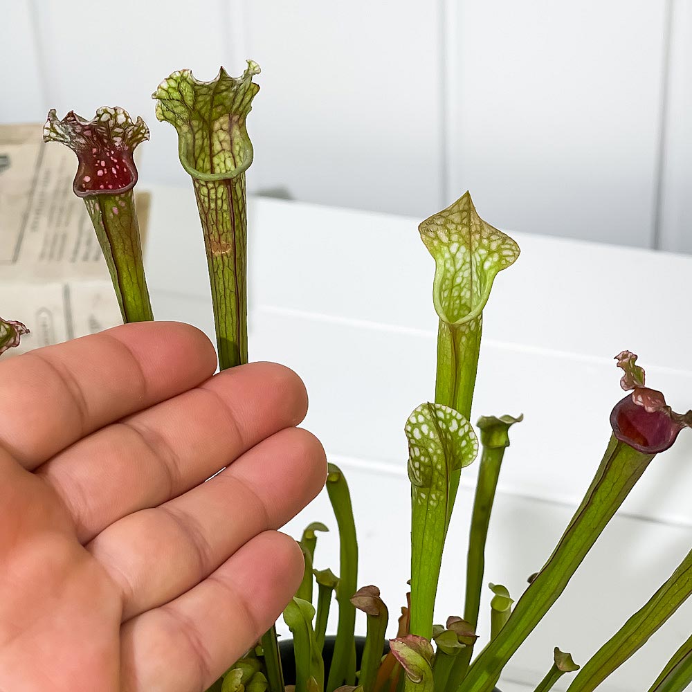 PLANCHU 食虫植物 サラセニア ステベンシー 4.5号丸鉢 受け皿付き 育て方説明書付き Sarracenia × Stevensii ヘイシソウ 瓶子草