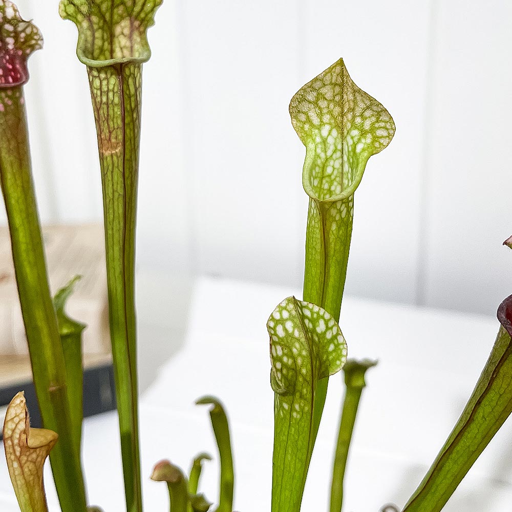 PLANCHU 食虫植物 サラセニア ステベンシー 4.5号丸鉢 受け皿付き 育て方説明書付き Sarracenia × Stevensii ヘイシソウ 瓶子草
