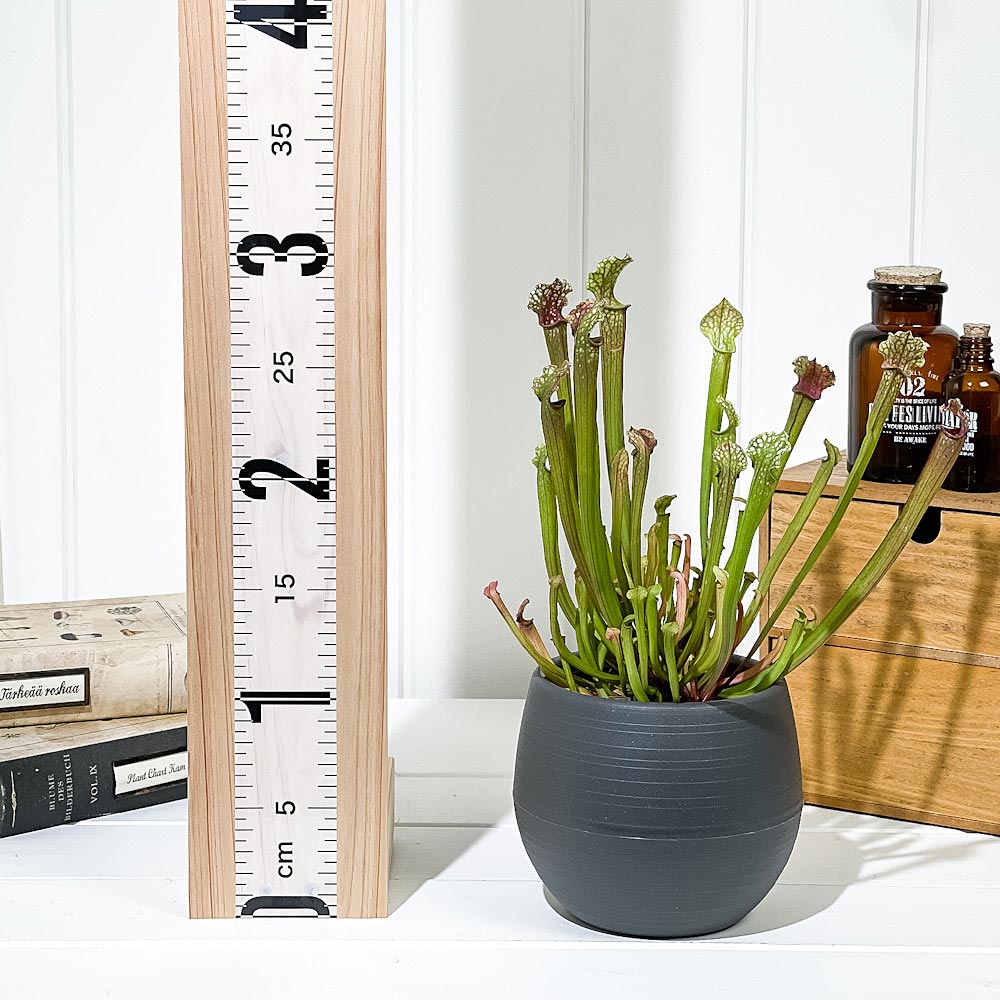 PLANCHU 食虫植物 サラセニア ステベンシー 4.5号丸鉢 受け皿付き 育て方説明書付き Sarracenia × Stevensii ヘイシソウ 瓶子草