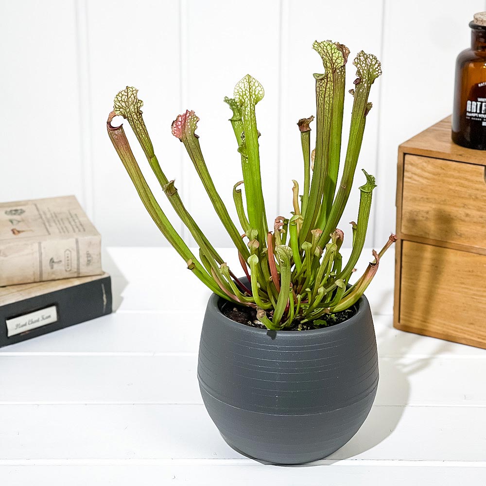 PLANCHU 食虫植物 サラセニア ステベンシー 4.5号丸鉢 受け皿付き 育て方説明書付き Sarracenia × Stevensii ヘイシソウ 瓶子草