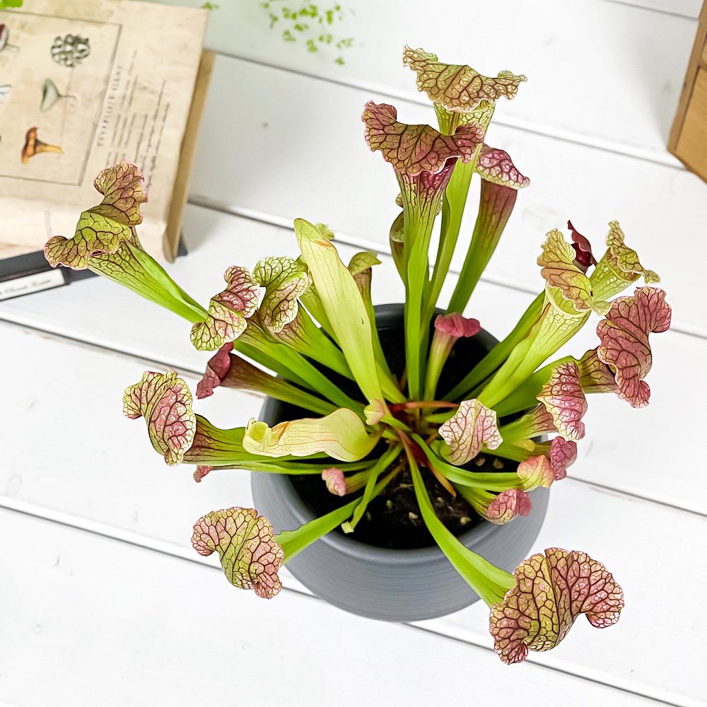 PLANCHU 食虫植物 サラセニア フィラデルフィア 4.5号丸鉢 受け皿付き 育て方説明書付き Sarracenia ‘Philadelphia’ ヘイシソウ 瓶子草