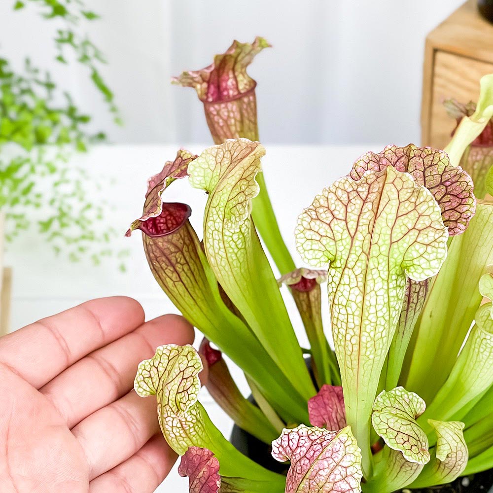PLANCHU 食虫植物 サラセニア フィラデルフィア 4.5号丸鉢 受け皿付き 育て方説明書付き Sarracenia ‘Philadelphia’ ヘイシソウ 瓶子草