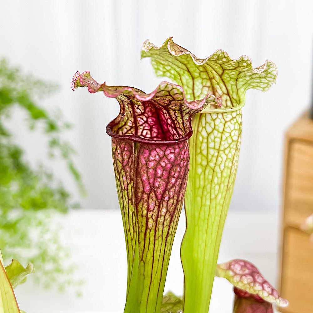 PLANCHU 食虫植物 サラセニア フィラデルフィア 4.5号丸鉢 受け皿付き 育て方説明書付き Sarracenia ‘Philadelphia’ ヘイシソウ 瓶子草