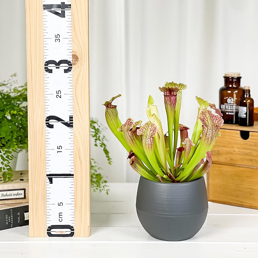 PLANCHU 食虫植物 サラセニア フィラデルフィア 4.5号丸鉢 受け皿付き 育て方説明書付き Sarracenia ‘Philadelphia’ ヘイシソウ 瓶子草
