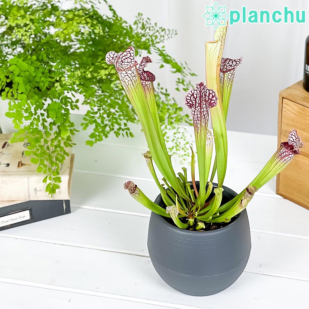 PLANCHU 食虫植物 サラセニア レウコフィラ レッド 4.5号丸鉢 受け皿