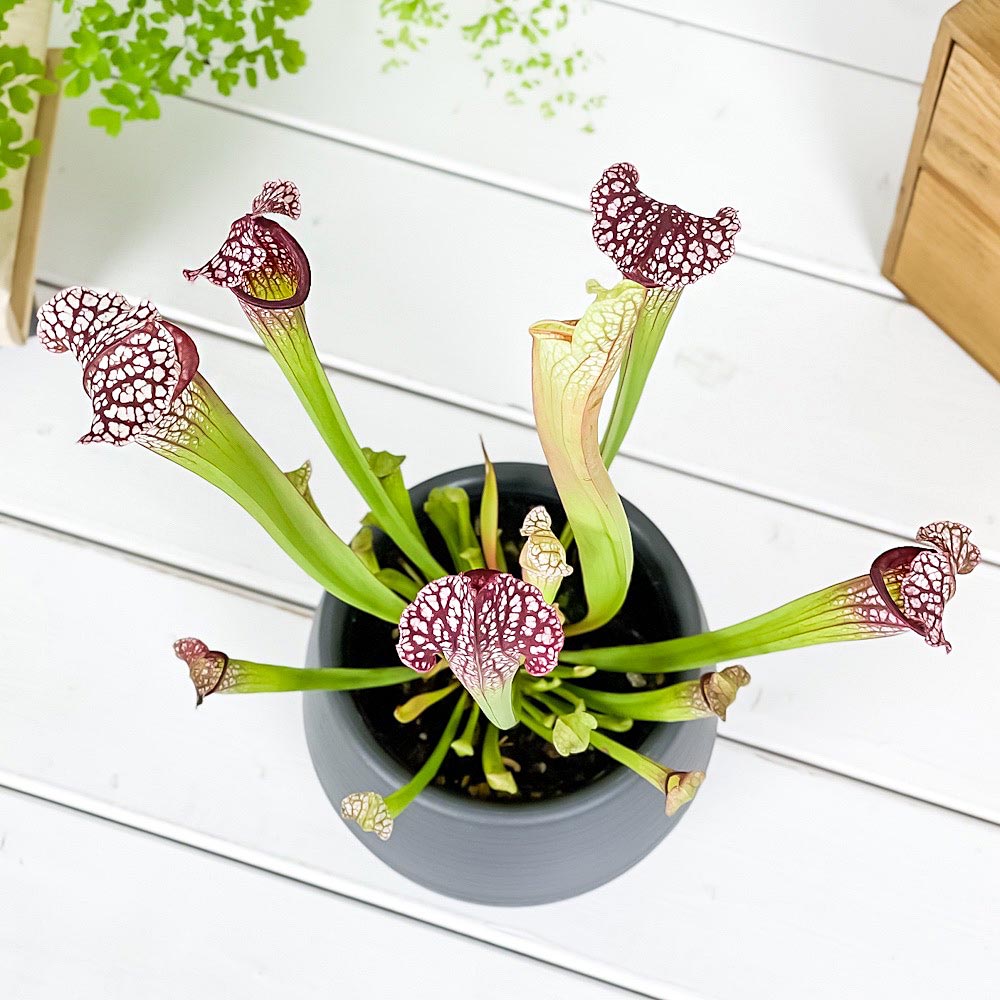 PLANCHU 食虫植物 サラセニア レウコフィラ レッド 4.5号丸鉢 受け皿付き 育て方説明書付き Sarracenia leucophylla ‘Red’ ヘイシソウ 瓶子草