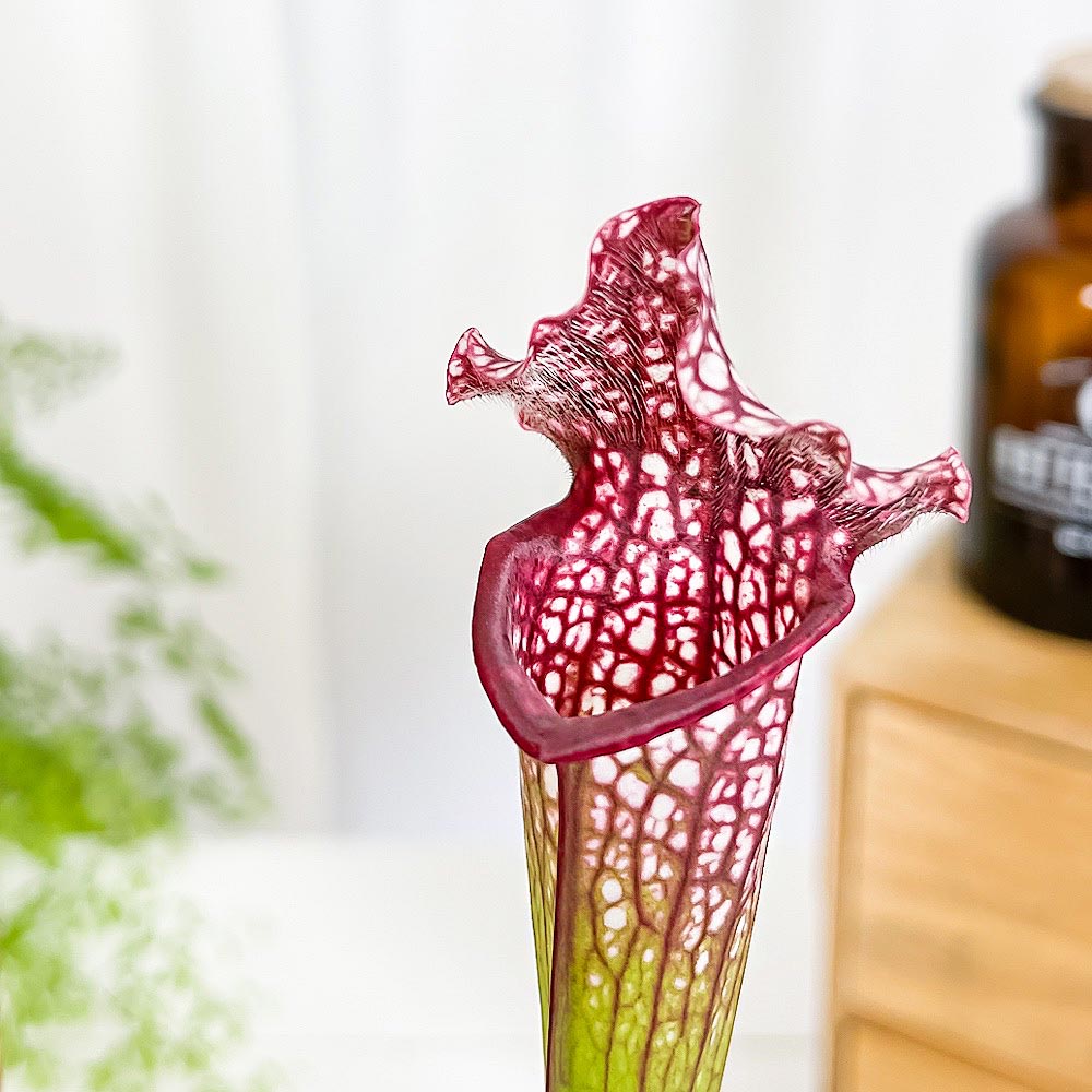 PLANCHU 食虫植物 サラセニア レウコフィラ レッド 4.5号丸鉢 受け皿付き 育て方説明書付き Sarracenia leucophylla ‘Red’ ヘイシソウ 瓶子草