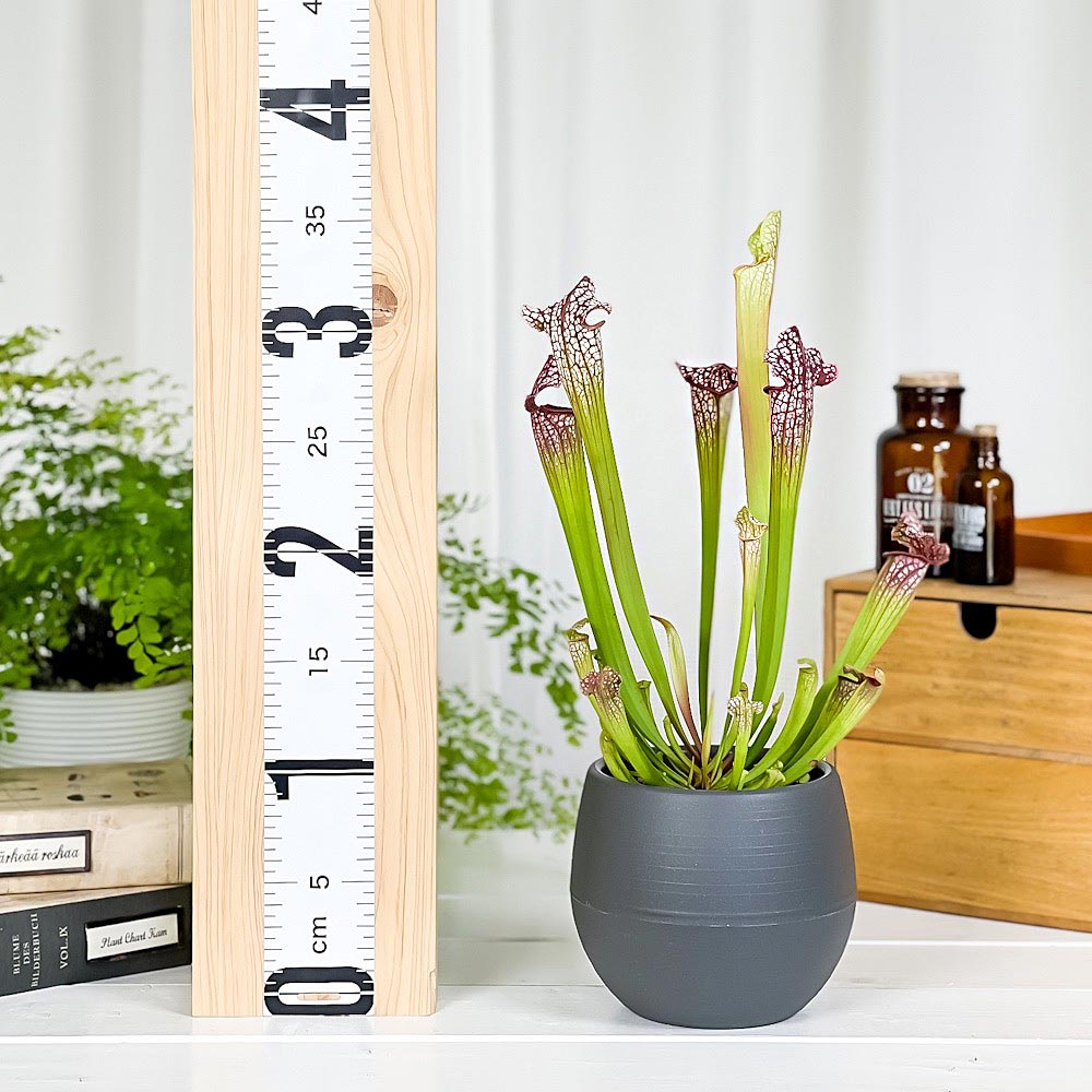 PLANCHU 食虫植物 サラセニア レウコフィラ レッド 4.5号丸鉢 受け皿付き 育て方説明書付き Sarracenia leucophylla ‘Red’ ヘイシソウ 瓶子草