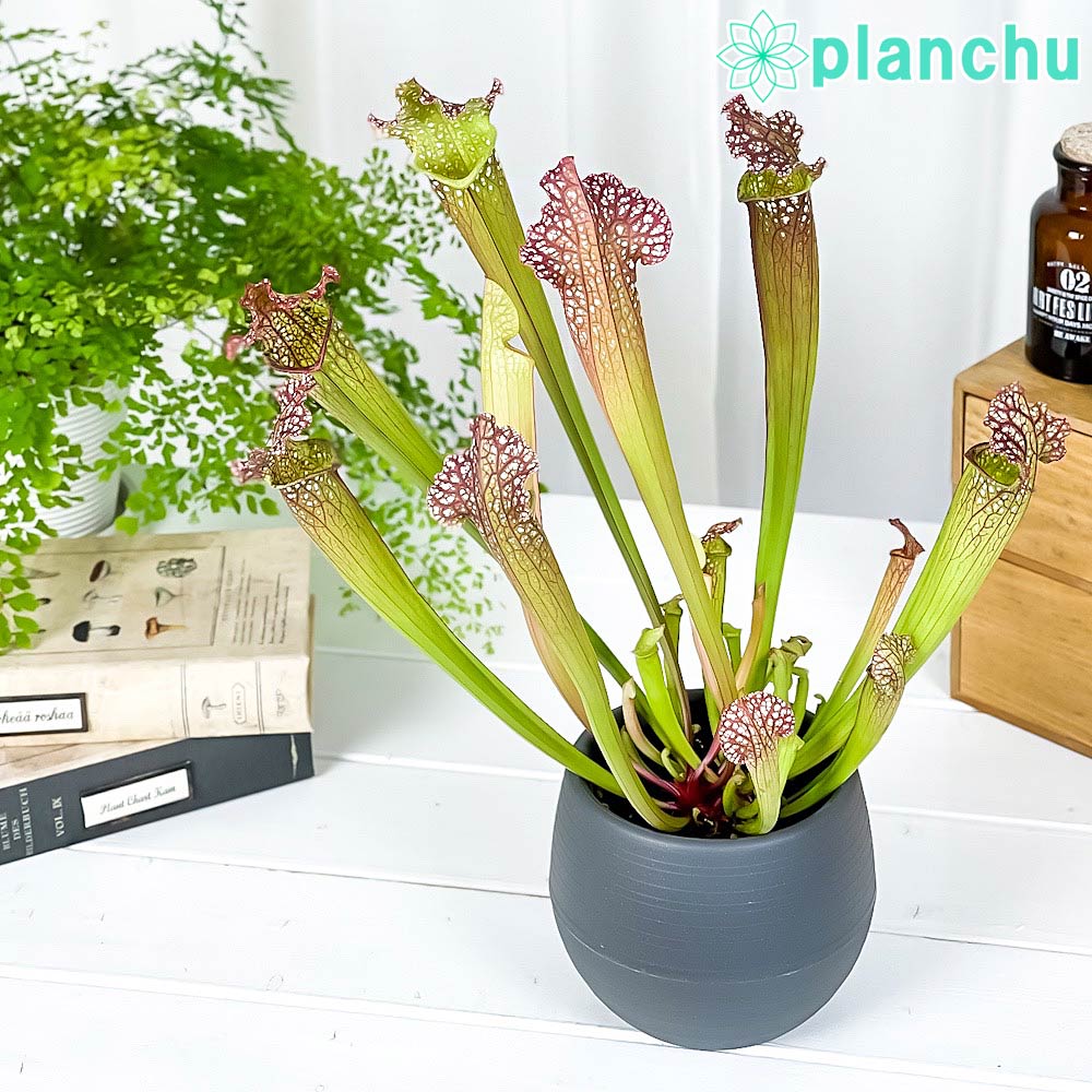 PLANCHU 食虫植物 サラセニア レウコフィラ グリーン 4.5号丸鉢 受け皿