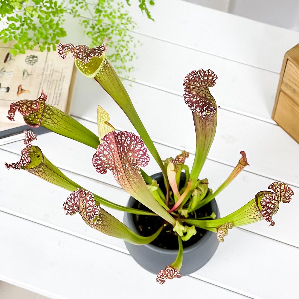PLANCHU 食虫植物 サラセニア レウコフィラ グリーン 4.5号丸鉢 受け皿付き 育て方説明書付き Sarracenia leucophylla ‘Green’ ヘイシソウ 瓶子草