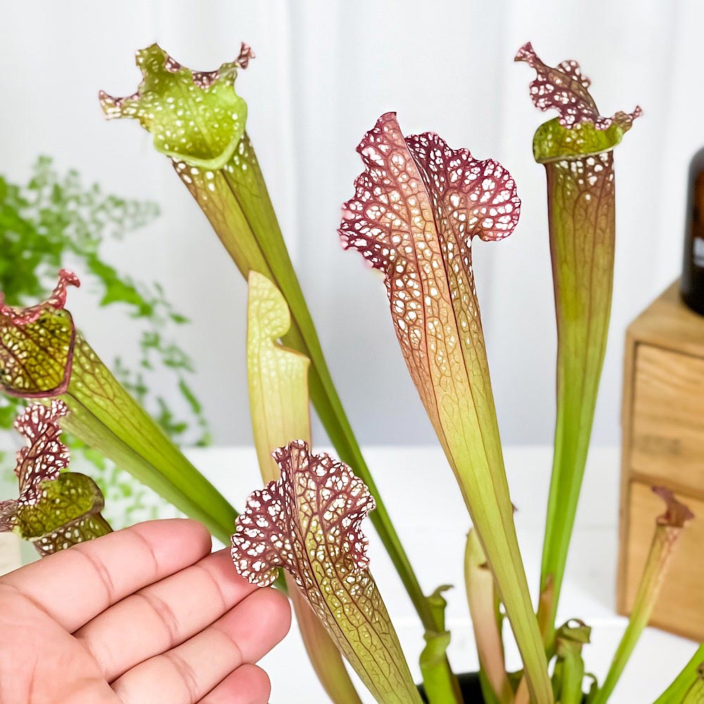 PLANCHU 食虫植物 サラセニア レウコフィラ グリーン 4.5号丸鉢 受け皿付き 育て方説明書付き Sarracenia leucophylla ‘Green’ ヘイシソウ 瓶子草