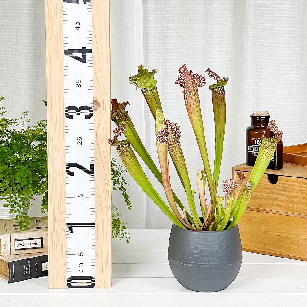 PLANCHU 食虫植物 サラセニア レウコフィラ グリーン 4.5号丸鉢 受け皿付き 育て方説明書付き Sarracenia leucophylla ‘Green’ ヘイシソウ 瓶子草