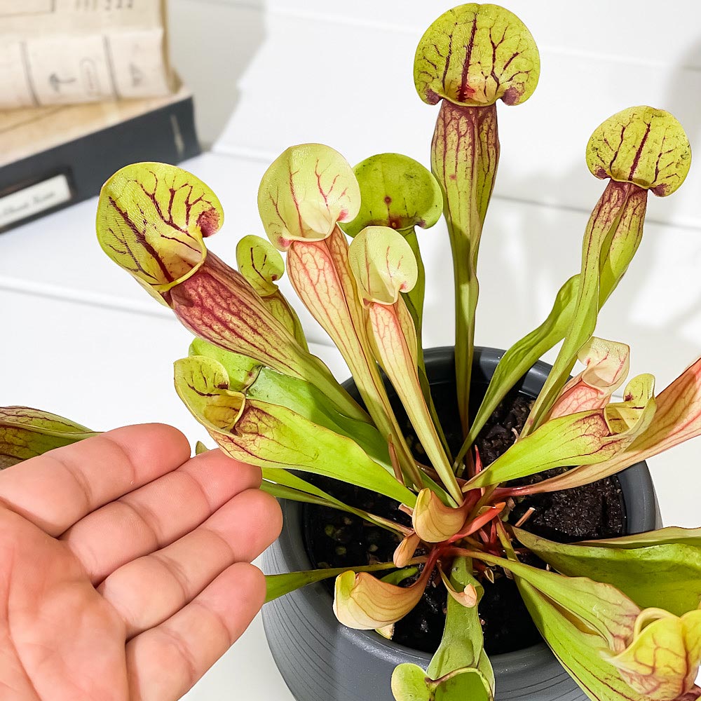 PLANCHU 食虫植物 サラセニア ドラキュラ 4.5号丸鉢 受け皿付き 育て方説明書付き Sarracenia ‘Dracula’ ヘイシソウ 瓶子草