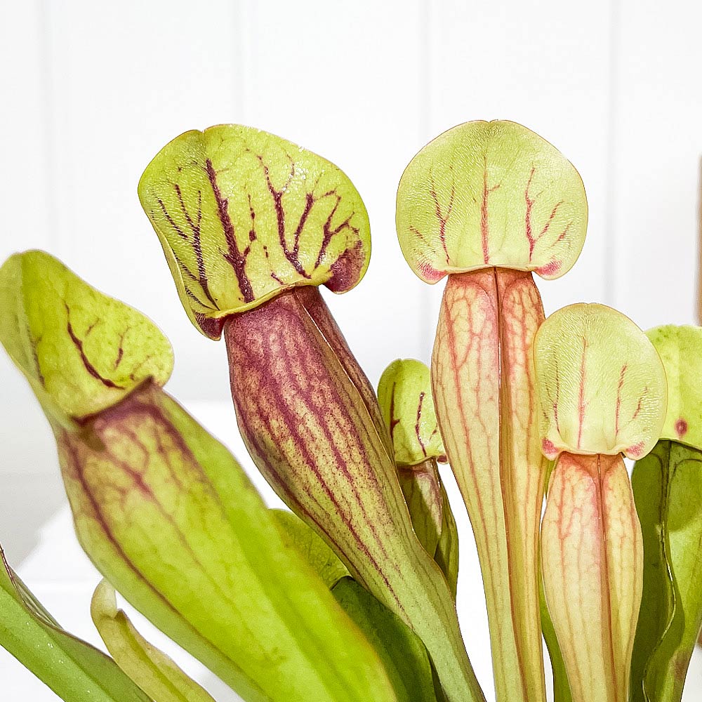 PLANCHU 食虫植物 サラセニア ドラキュラ 4.5号丸鉢 受け皿付き 育て方説明書付き Sarracenia ‘Dracula’ ヘイシソウ 瓶子草