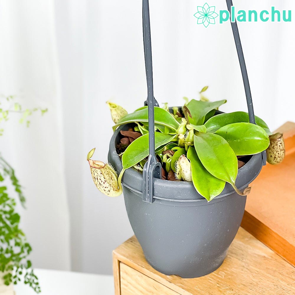 PLANCHU 食虫植物 ネペンテス フーケリアナ 3.5号吊り鉢 育て方説明書付き Nepenthes × Hookeriana ウツボカズラ