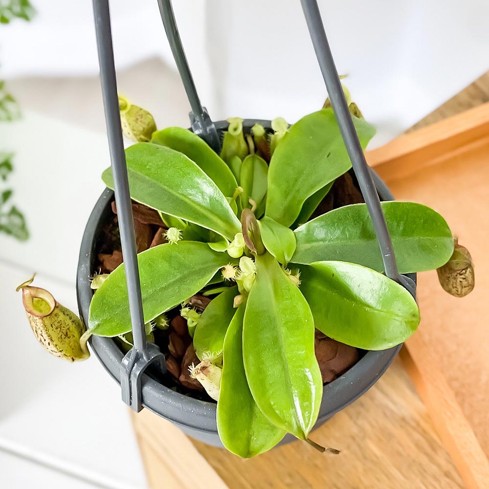 PLANCHU 食虫植物 ネペンテス フーケリアナ 3.5号吊り鉢 育て方説明書付き Nepenthes × Hookeriana ウツボカズラ