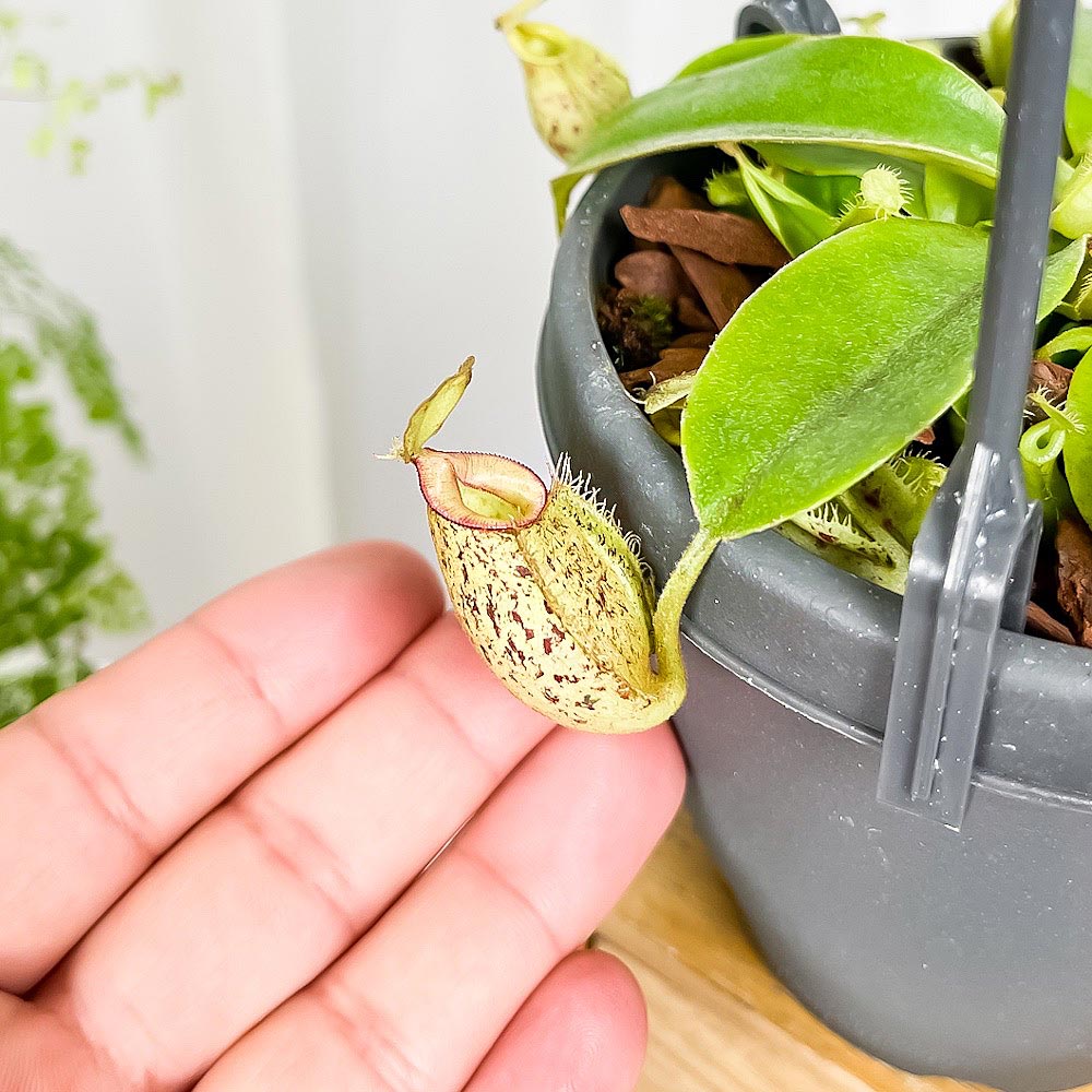 PLANCHU 食虫植物 ネペンテス フーケリアナ 3.5号吊り鉢 育て方説明書付き Nepenthes × Hookeriana ウツボカズラ