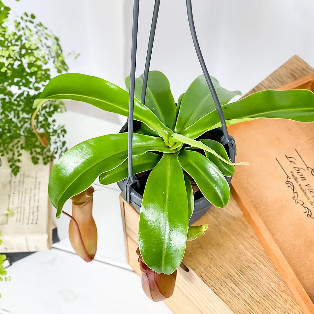 PLANCHU 食虫植物 ネペンテス アラタ 3.5号吊り鉢 育て方説明書付き Nepenthes alata アラータ ウツボカズラ