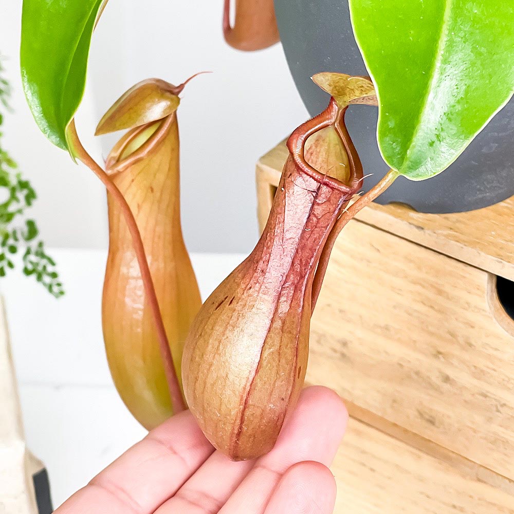 PLANCHU 食虫植物 ネペンテス アラタ 3.5号吊り鉢 育て方説明書付き Nepenthes alata アラータ ウツボカズラ