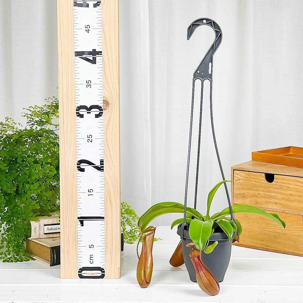 PLANCHU 食虫植物 ネペンテス アラタ 3.5号吊り鉢 育て方説明書付き Nepenthes alata アラータ ウツボカズラ