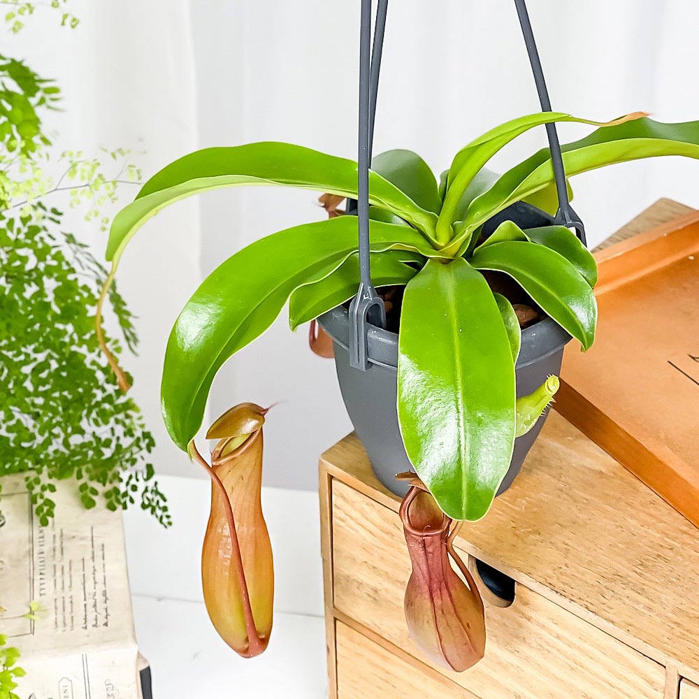 PLANCHU 食虫植物 ネペンテス アラタ 3.5号吊り鉢 育て方説明書付き Nepenthes alata アラータ ウツボカズラ