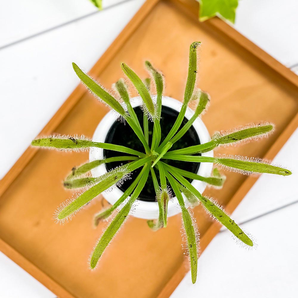 PLANCHU 食虫植物 ドロセラ カペンシス 赤花 3号丸鉢 受け皿付き 育て方説明書付き Drosera capensis アフリカナガバモウセンゴケ