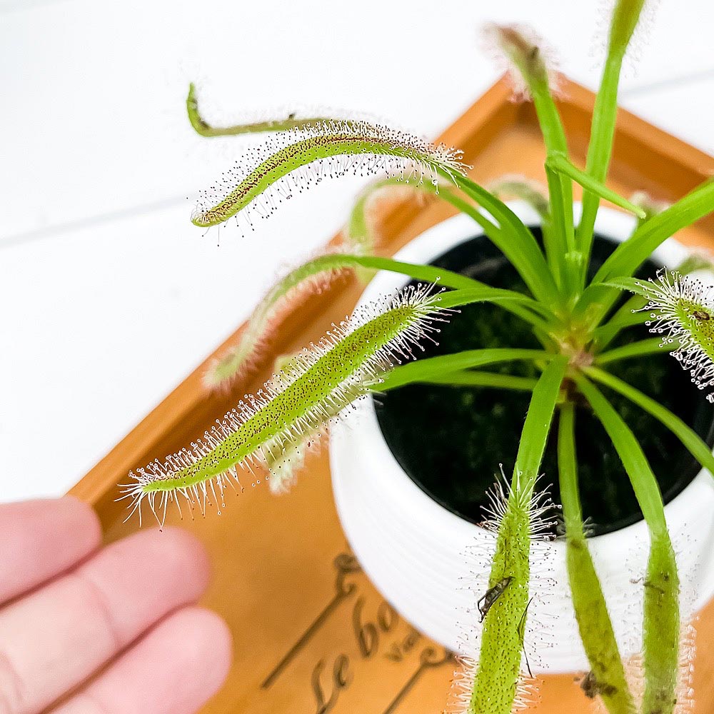 PLANCHU 食虫植物 ドロセラ カペンシス 赤花 3号丸鉢 受け皿付き 育て方説明書付き Drosera capensis アフリカナガバモウセンゴケ