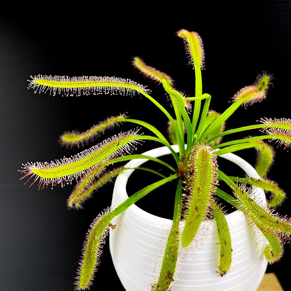 PLANCHU 食虫植物 ドロセラ カペンシス 赤花 3号丸鉢 受け皿付き 育て方説明書付き Drosera capensis アフリカナガバモウセンゴケ