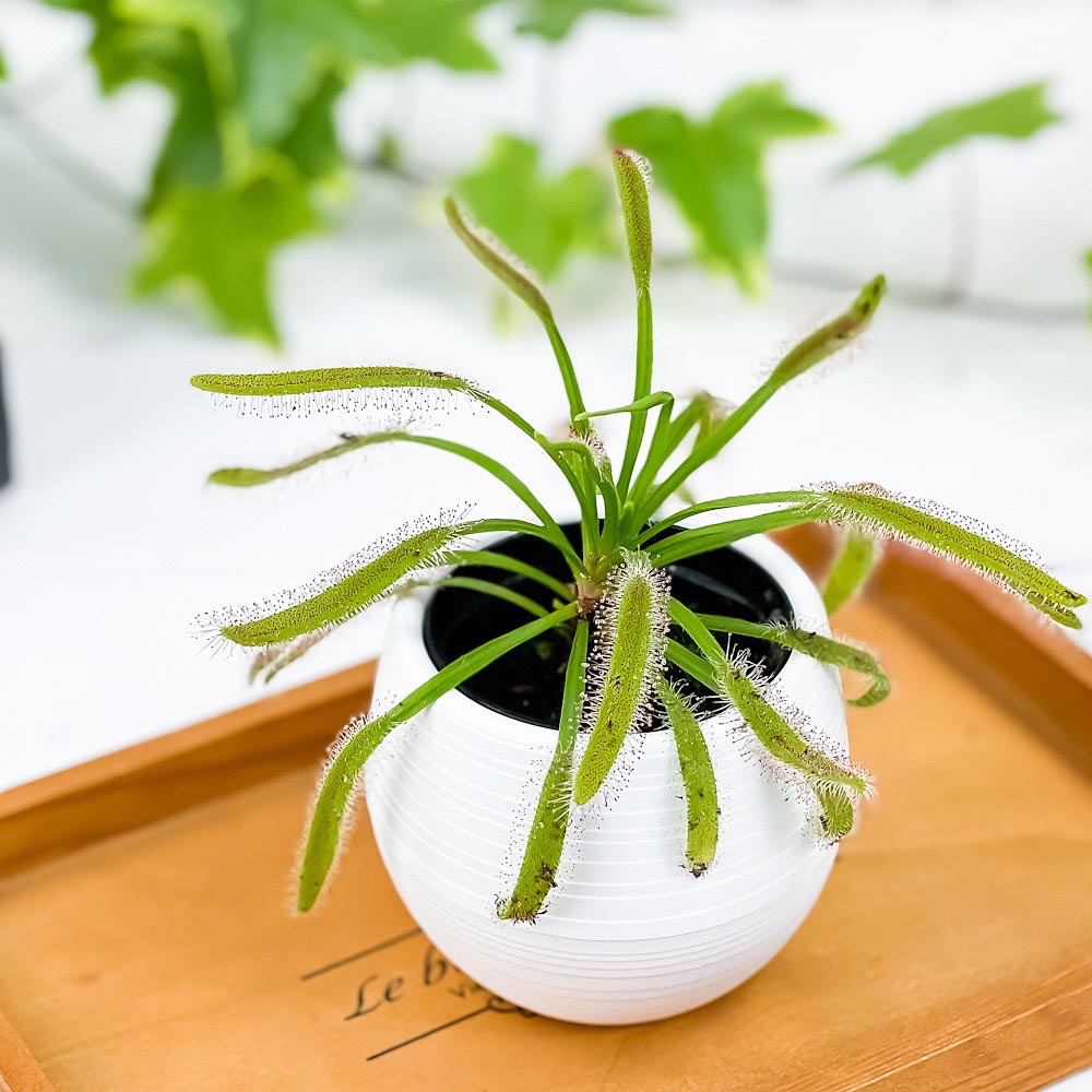 PLANCHU 食虫植物 ドロセラ カペンシス 赤花 3号丸鉢 受け皿付き 育て方説明書付き Drosera capensis アフリカナガバモウセンゴケ