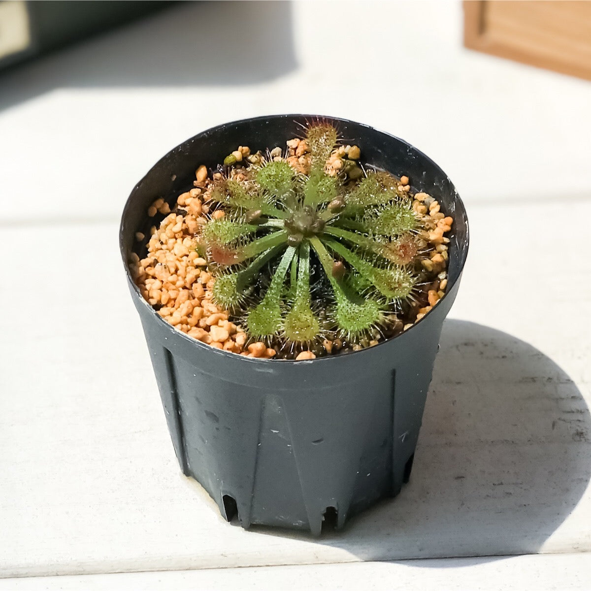 PLANCHU 食虫植物 ドロセラ トウカイエンシス 2号鉢 育て方説明書付き Drosera tokaiensis モウセンゴケ