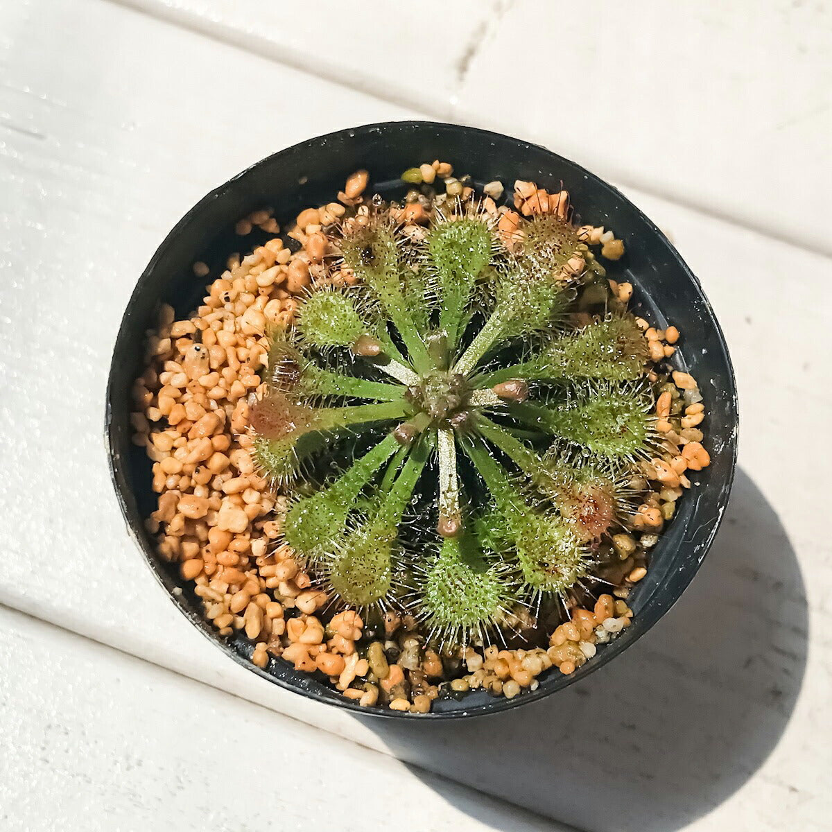 PLANCHU 食虫植物 ドロセラ トウカイエンシス 2号鉢 育て方説明書付き Drosera tokaiensis モウセンゴケ