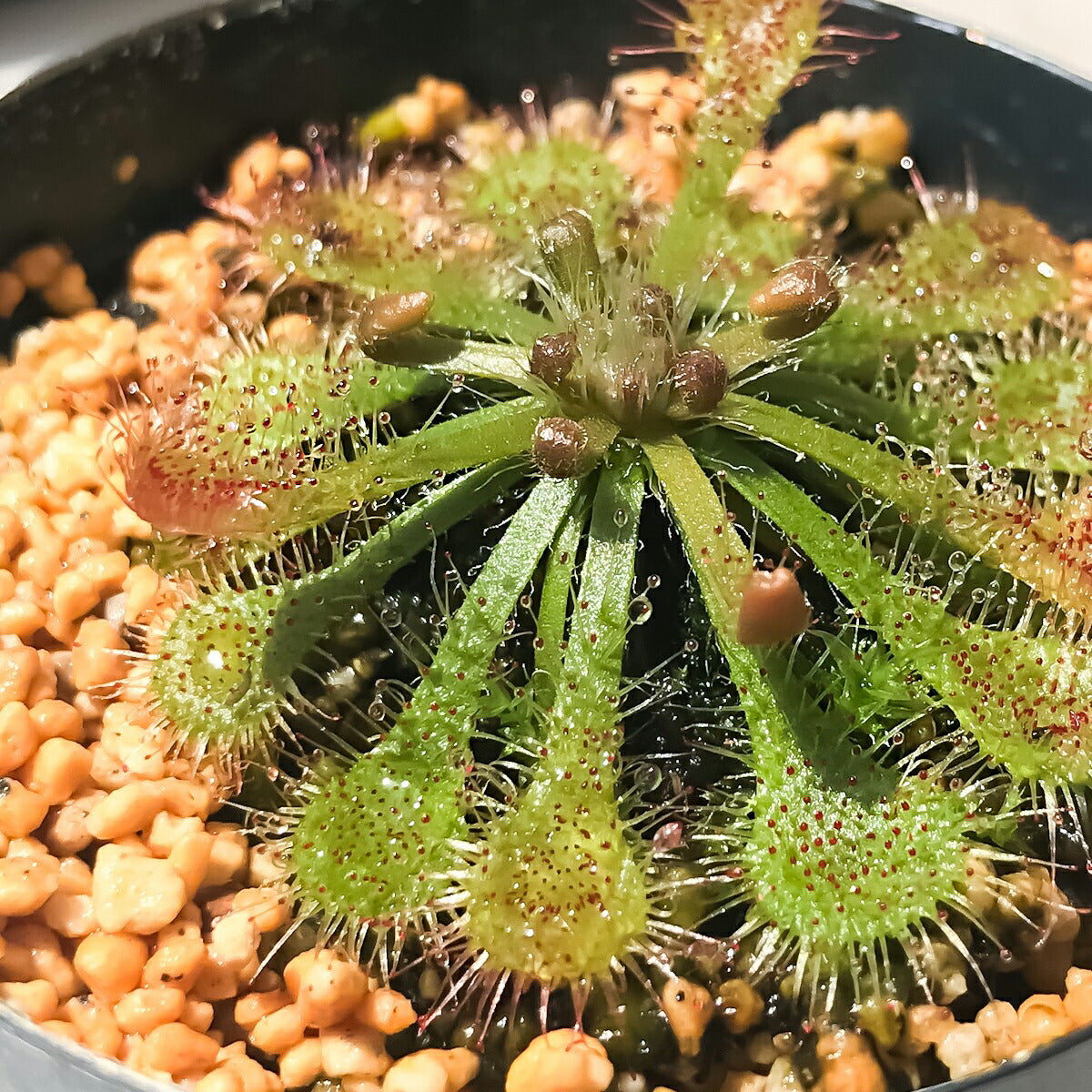PLANCHU 食虫植物 ドロセラ トウカイエンシス 2号鉢 育て方説明書付き Drosera tokaiensis モウセンゴケ