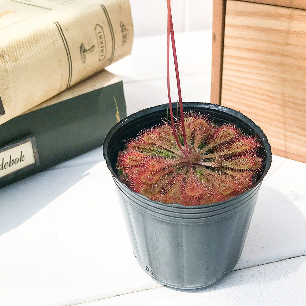 PLANCHU 食虫植物 ドロセラ トウカイエンシス 2号鉢 育て方説明書付き Drosera tokaiensis モウセンゴケ