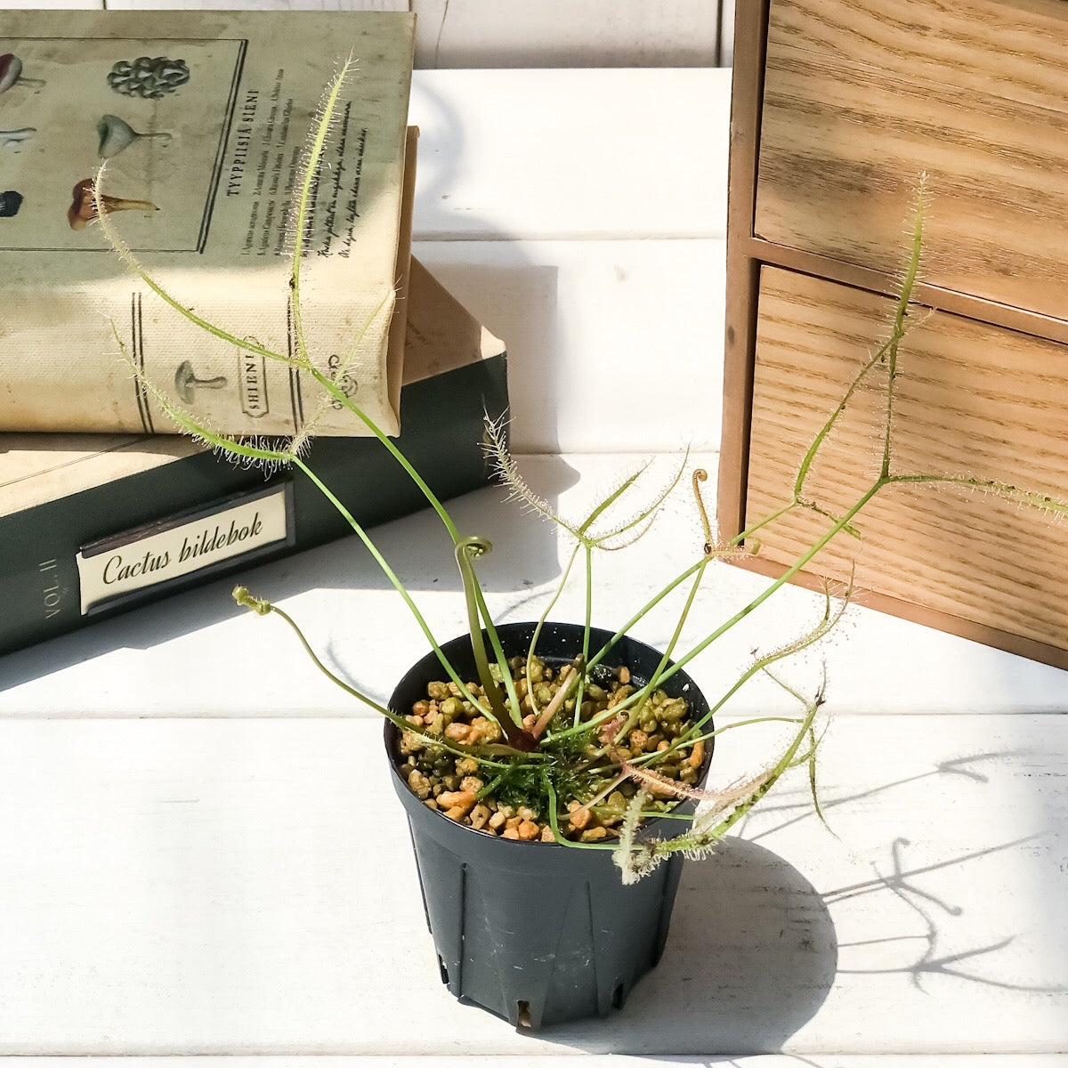 PLANCHU 食虫植物 ドロセラ ビナタ 2号鉢 育て方説明書付き Drosera binata モウセンゴケ