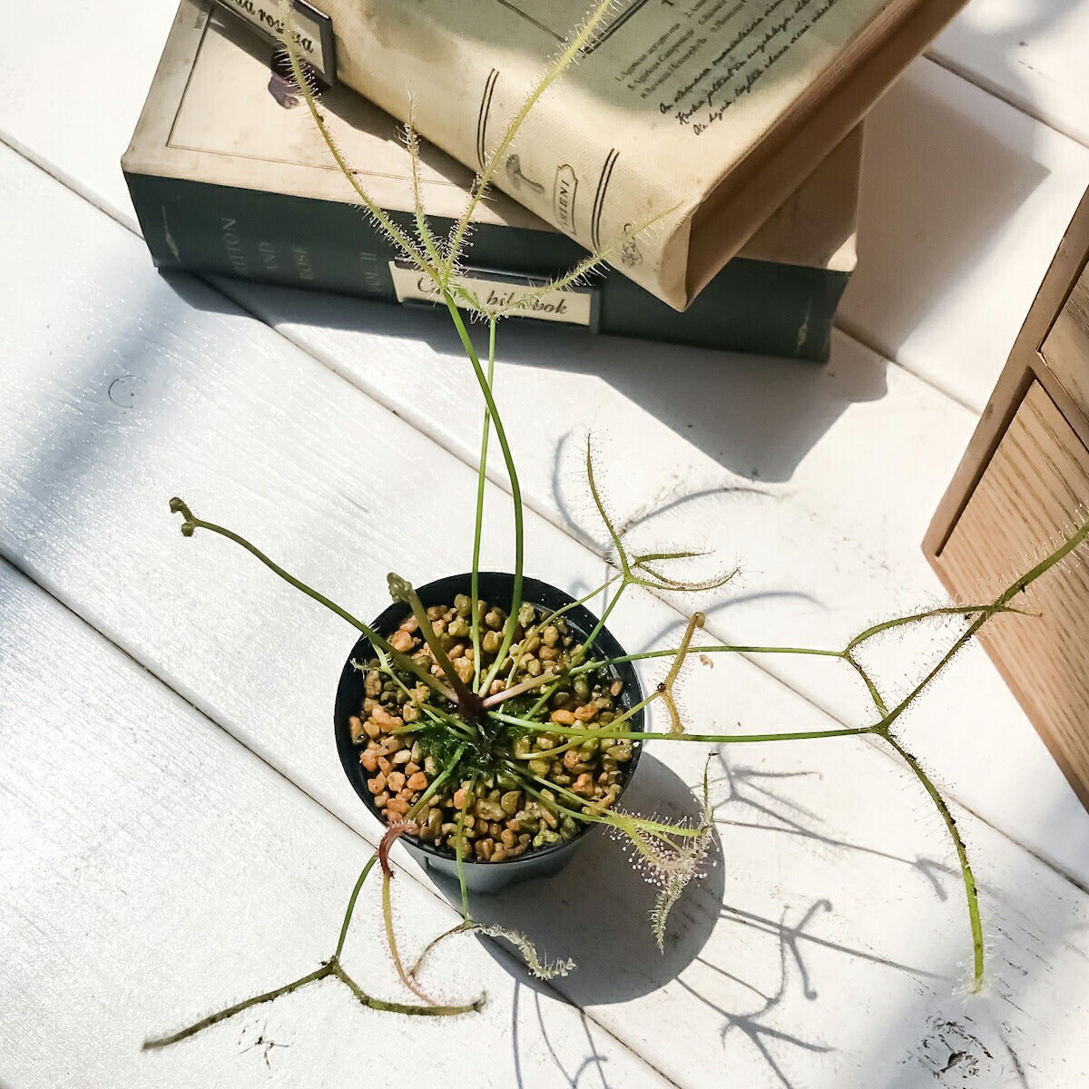 PLANCHU 食虫植物 ドロセラ ビナタ 2号鉢 育て方説明書付き Drosera binata モウセンゴケ