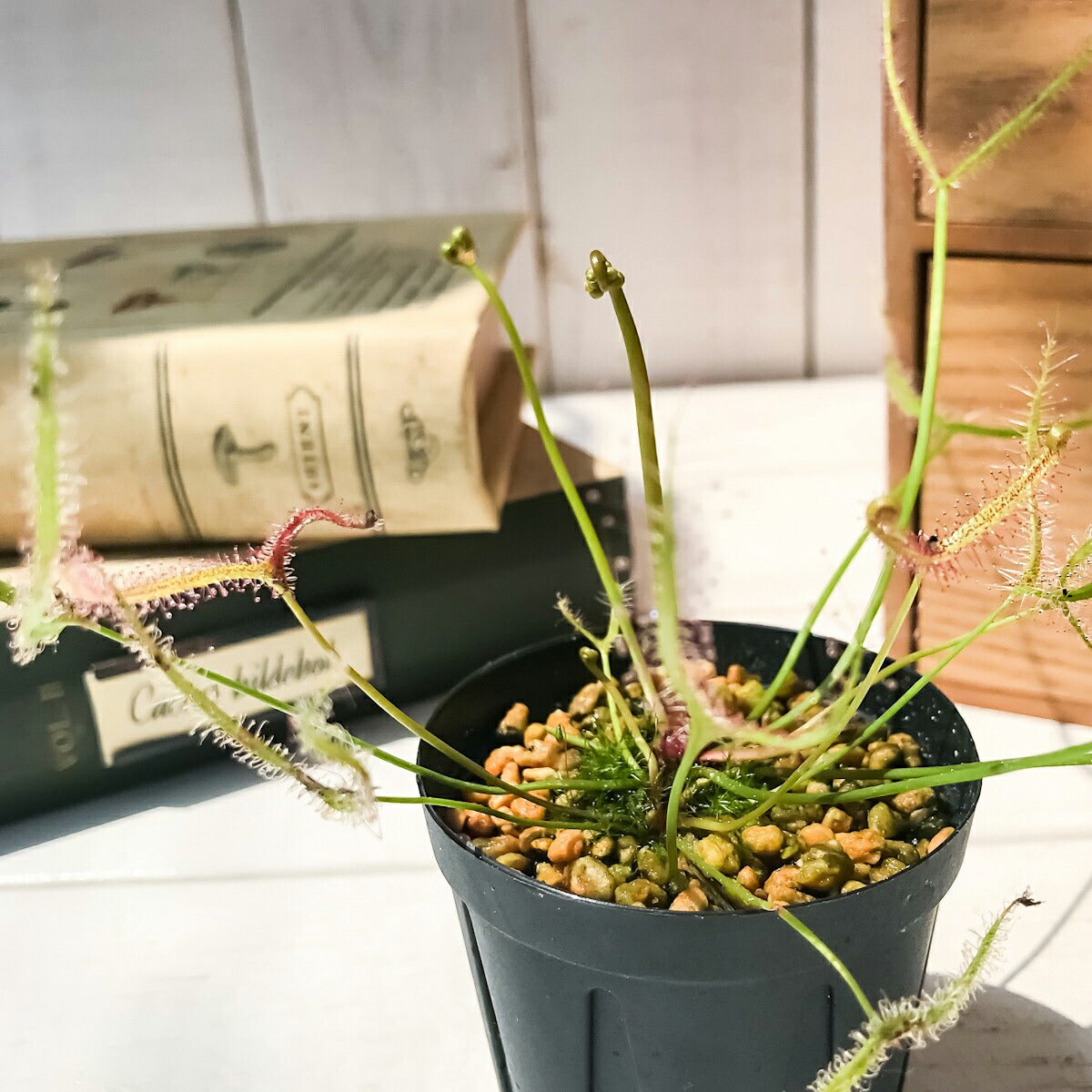 PLANCHU 食虫植物 ドロセラ ビナタ 2号鉢 育て方説明書付き Drosera binata モウセンゴケ