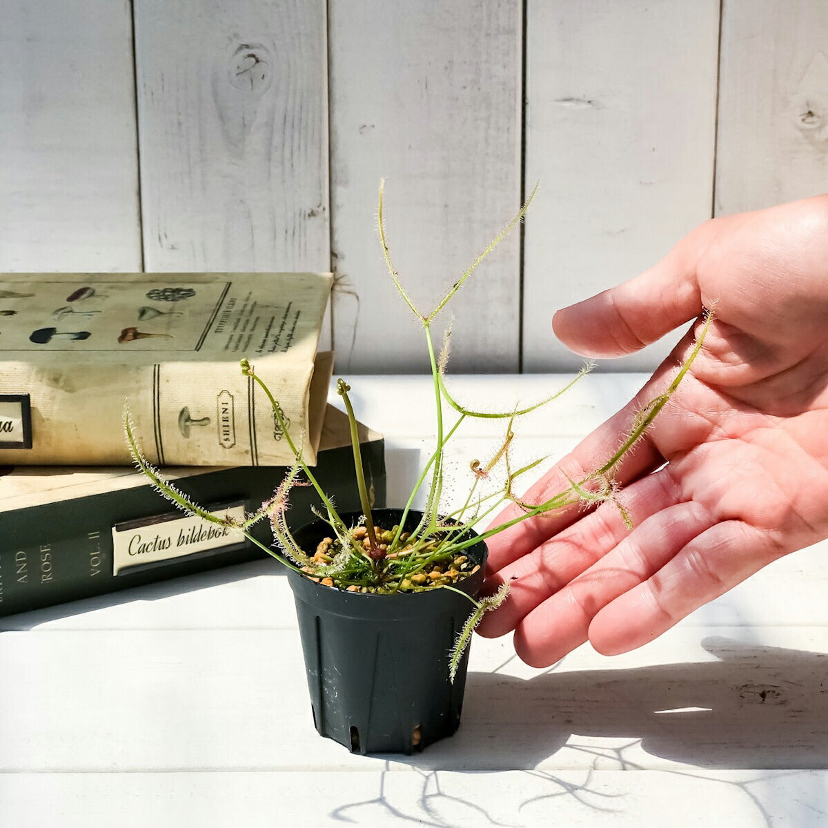 PLANCHU 食虫植物 ドロセラ ビナタ 2号鉢 育て方説明書付き Drosera binata モウセンゴケ
