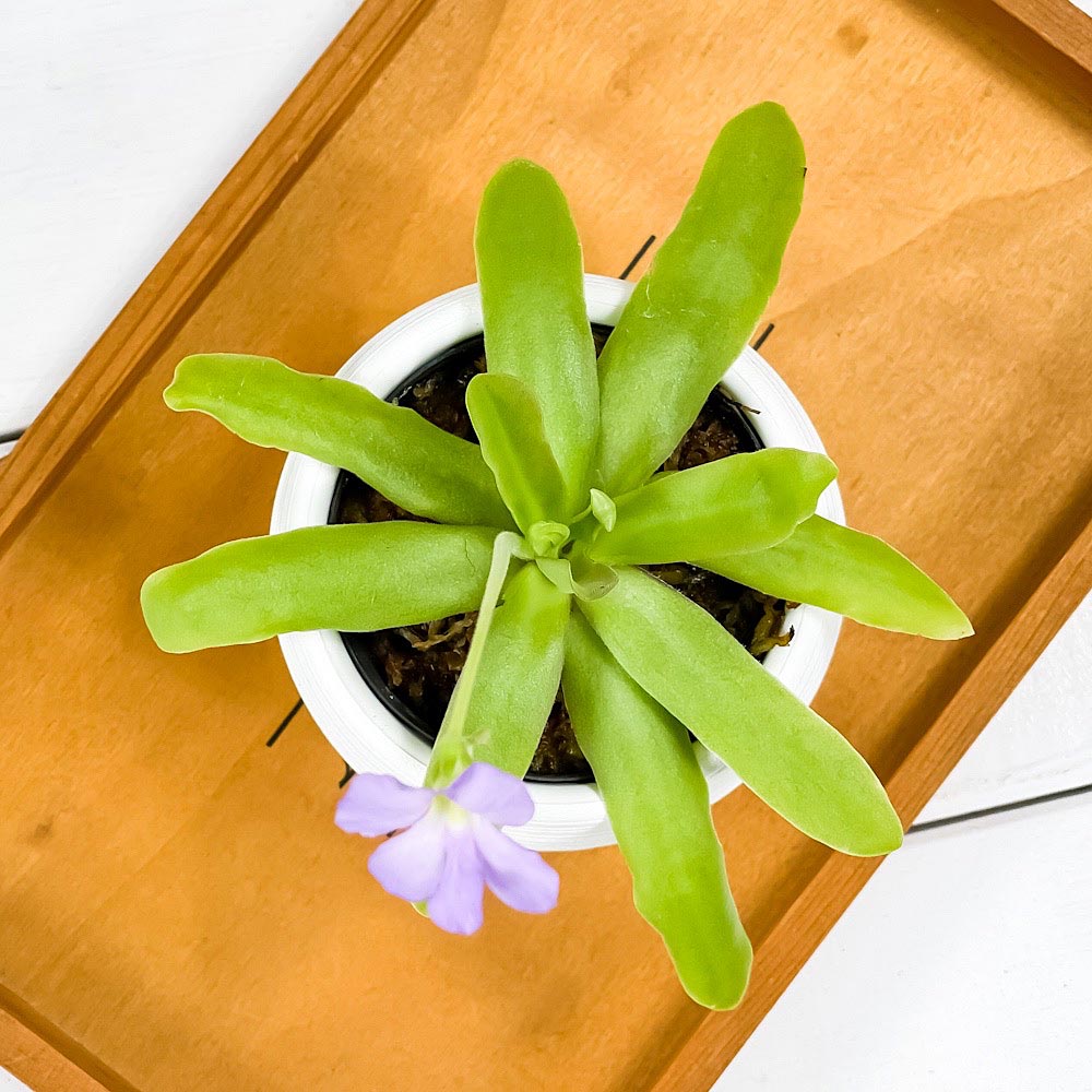 PLANCHU 食虫植物 ピンギキュラ アフロディーテ 3号丸鉢 受け皿付き 育て方説明書付き Pinguicula ‘Aphrodite’ ムシトリスミレ