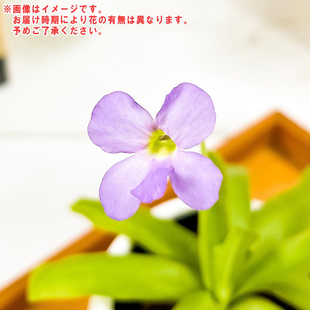 PLANCHU 食虫植物 ピンギキュラ アフロディーテ 3号丸鉢 受け皿付き 育て方説明書付き Pinguicula ‘Aphrodite’ ムシトリスミレ