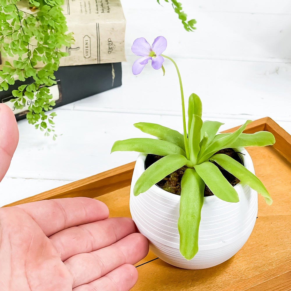 PLANCHU 食虫植物 ピンギキュラ アフロディーテ 3号丸鉢 受け皿付き 育て方説明書付き Pinguicula ‘Aphrodite’ ムシトリスミレ
