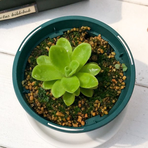 PLANCHU 食虫植物 ピンギキュラ アグナータ 2.5号鉢 育て方説明書付き Pinguicula agnata ムシトリスミレ